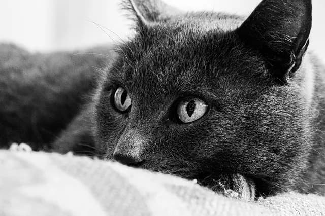 Erreurs à éviter lors de l'adoption d'un animal