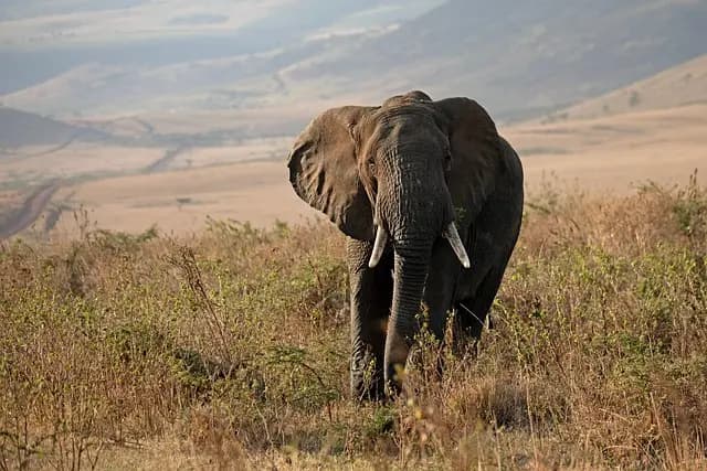 Wildlife Safari Essentials: Your Complete Buying Guide