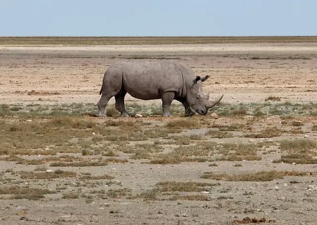 Your Guide to Big Five Safari Tours