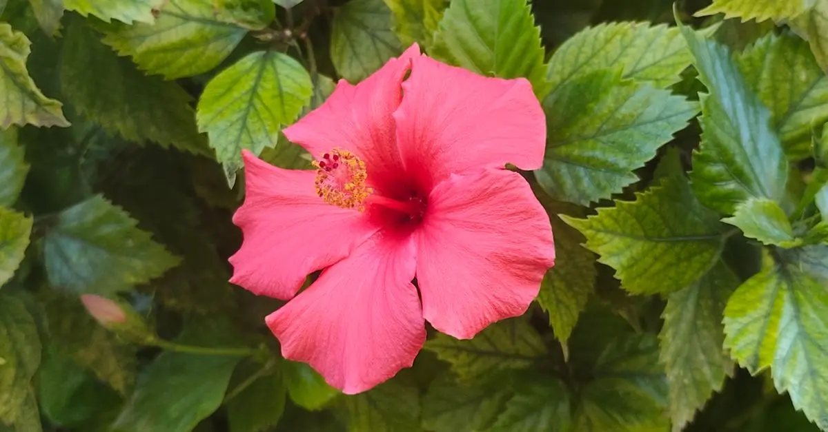Guía de Compra: Plantas para el Hogar